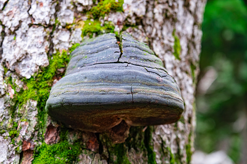 the fungus that causes harmful effects on trees