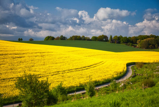 istock road beside the rapeseed field 1292744743