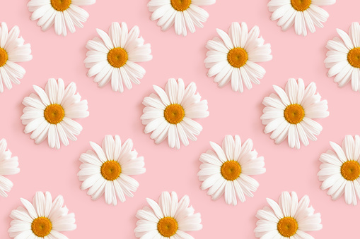 Chamomile flowers repetitive pattern on a pink background. Spring composition.