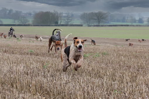Fox hounds running to scent in the English countryside as the illegal sport of Fox hunting takes place.
