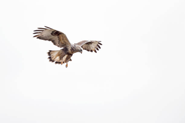 a rough-legged buzzard hovering in search for prey - rough legged hawk bird of prey hawk animals in the wild imagens e fotografias de stock