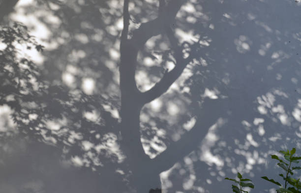 istock Tree shadow on a white wall of the house. 1292749663