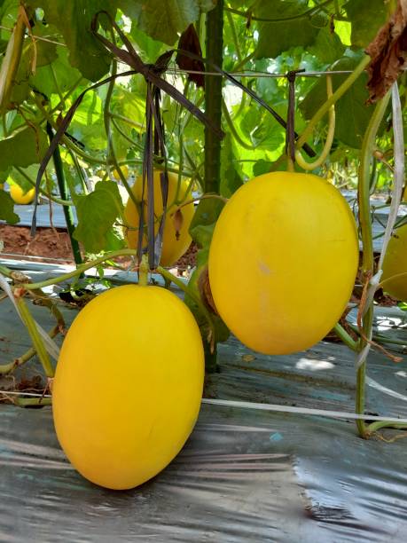 istock Gold mellon 1292749881