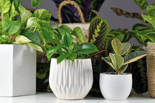 istock Various indoor houseplants in beautiful white flower pots 1292750066