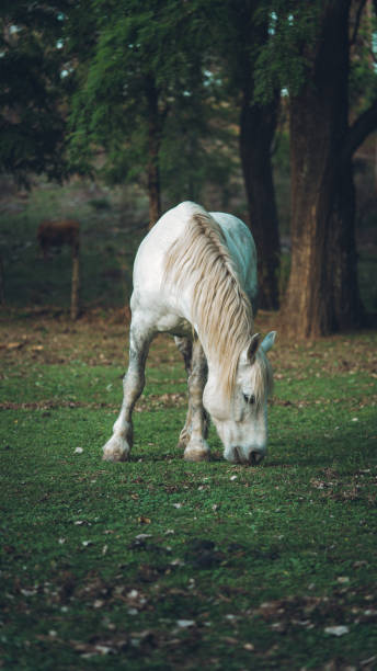 istock white horse eating grass with a forest as background 1292751328
