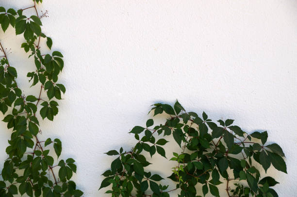 istock green creeping plants on white wall, copy space for mockup 1292752604