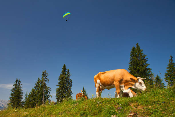 travel, tourism