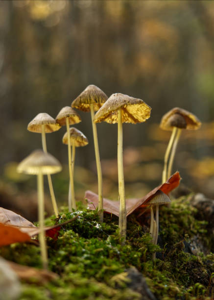 istock mushrooms in Jena at autumn with bottom side perspective 1292753521