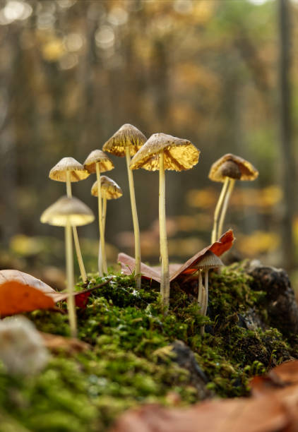 istock mushrooms in Jena at autumn with bottom side perspective 1292753550