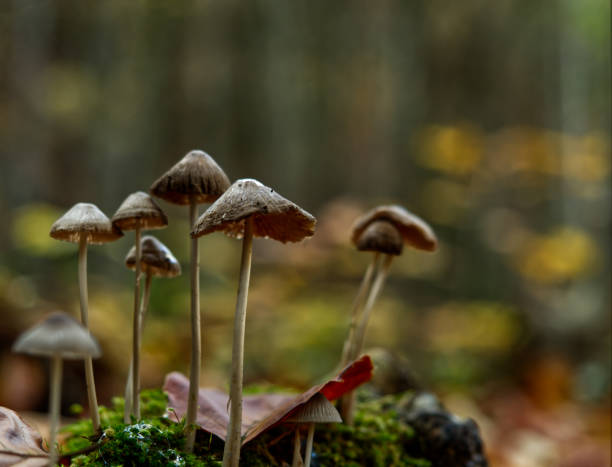 istock mushrooms in Jena at autumn with bottom side perspective 1292753574