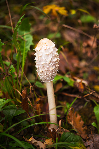 Shaggy Ink Cap (Coprinus comatus)