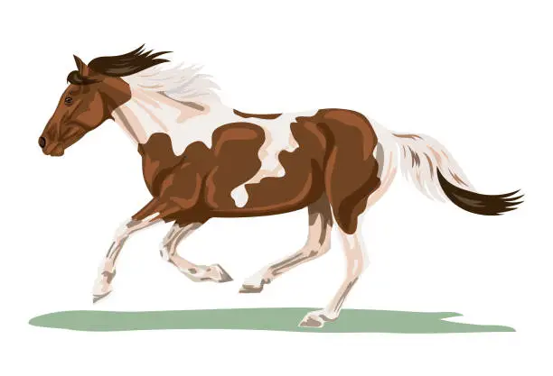 Vector illustration of Isolated Pinto Horse Galloping