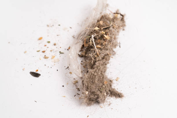 istock from container from vacuum cleaner, garbage is poured out on white surface. 1292754074