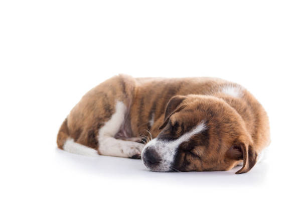 Cute Puppy with paws over  - isolated over a white background