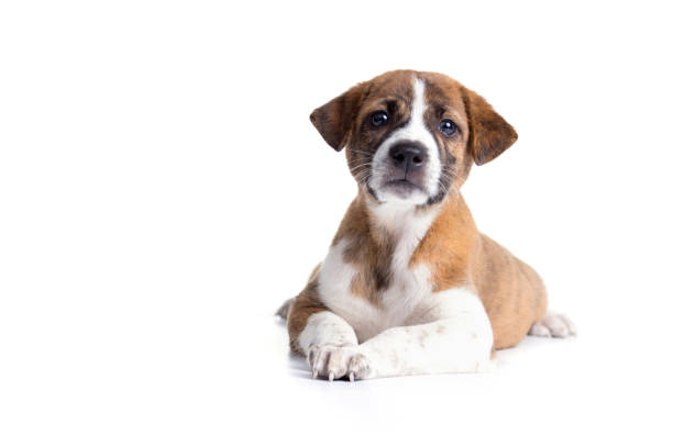 istock Cute Puppy with paws over  - isolated over a white background 1292755323