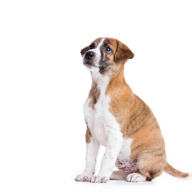 istock Cute Puppy with paws over  - isolated over a white background 1292755326