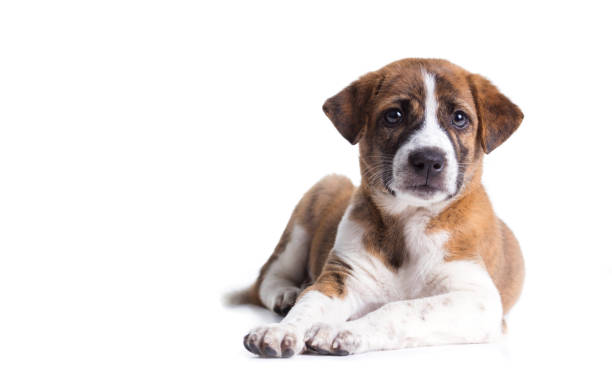 istock Cute Puppy with paws over eye contact on camera - isolated over a white background 1292755340