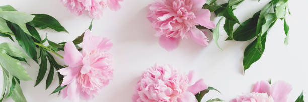istock Header with pink peony flowers pattern on a white background. Tenderness concept. 1292755490