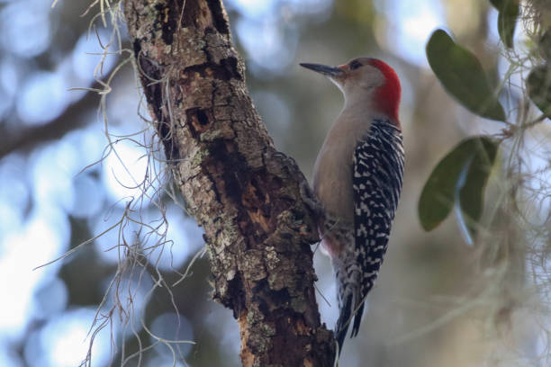 istock Red-bellied woodpecker perched in a tree 1292755627