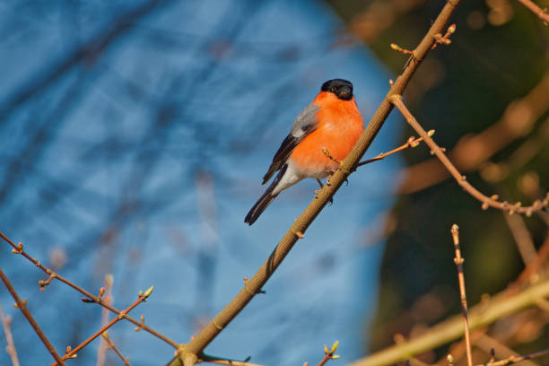 istock colorful bullfinch on a branch 1292755839