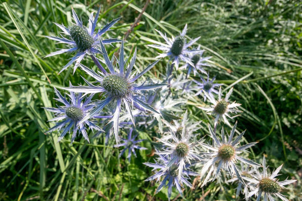 istock Sea Holly in Brighton, England 1292757256