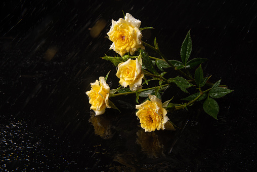 Bouquet of roses with dew on a wet surface, selective focus.