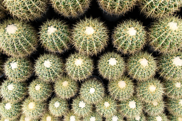 istock Green color cactus place as the layer background 1292762027