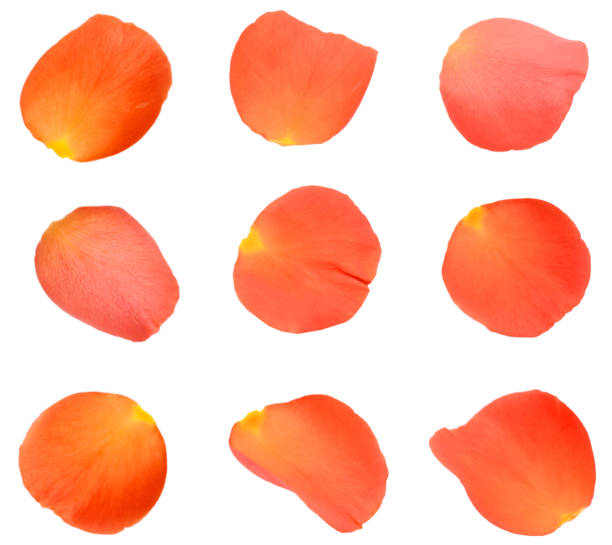istock set of rose petals isolated white 1292762096