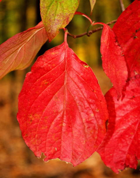 Red Autumn Leaf stock photo