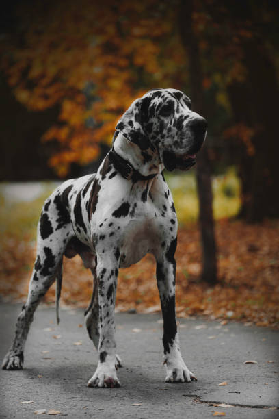 istock Female Harlequin Great Dane (also called german mastiff). 1292764835