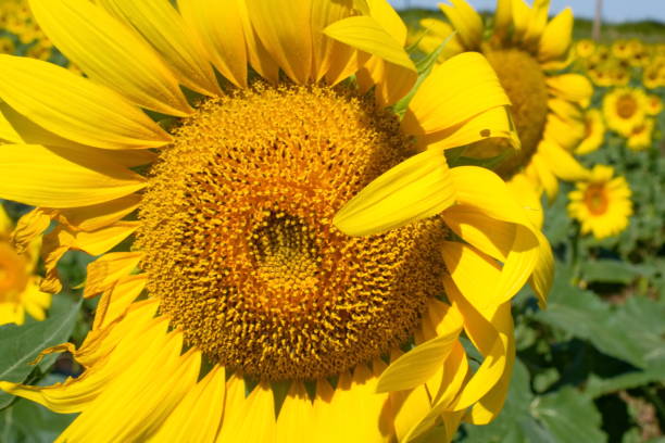 Folded Sunflower stock photo