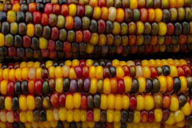 Colored Corn stock photo