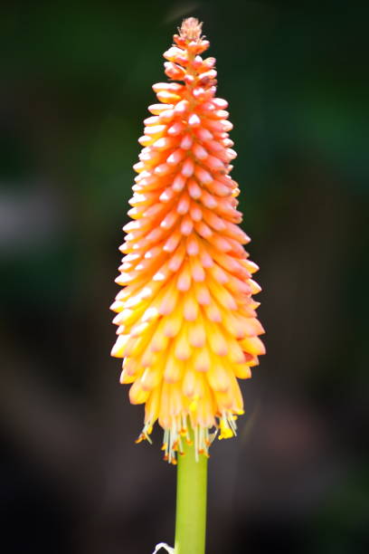 Color Cone Flower stock photo