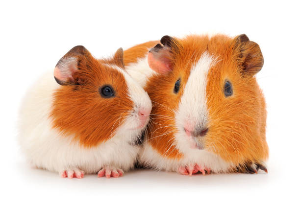 istock Two guinea pigs isolated. 1292769658