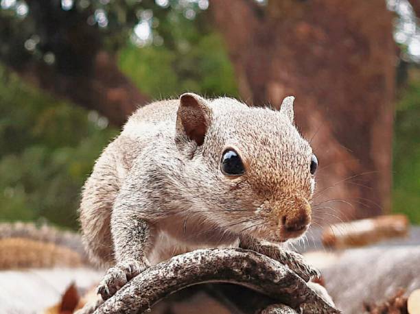 istock Indian palm squirrel, three striped palm squirrel, Funambulus palmarum, rodent 1292771602
