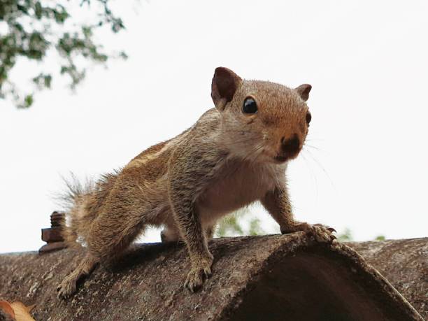 istock Indian palm squirrel, three striped palm squirrel, Funambulus palmarum, rodent 1292772338