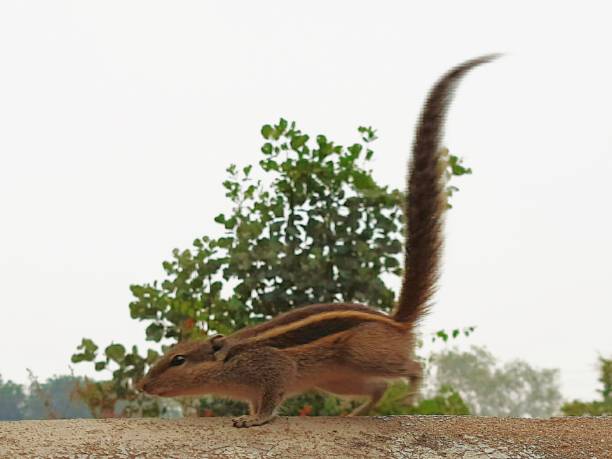 istock Indian palm squirrel, three striped palm squirrel, Funambulus palmarum, rodent 1292772342