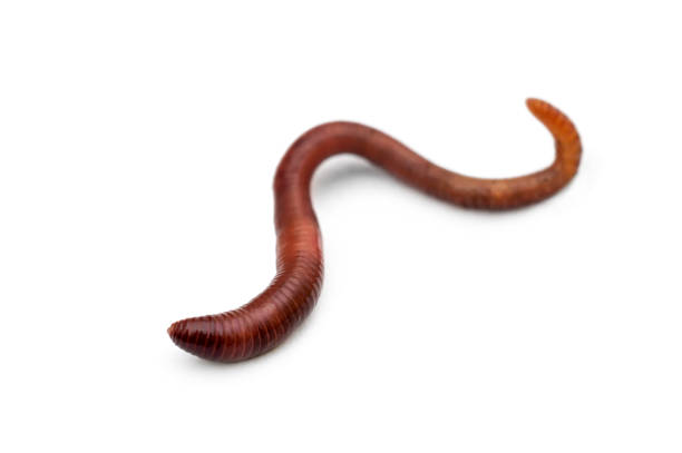 Red earthworm on a white background. Red earthworm on a white background. eisenia fetida stock pictures, royalty-free photos & images