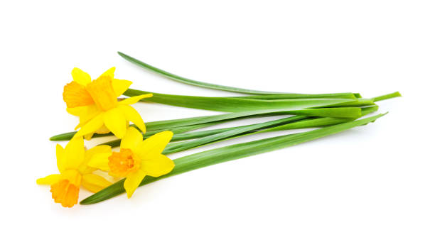 belles jonquilles jaunes. - daffodil bouquet isolated on white petal photos et images de collection