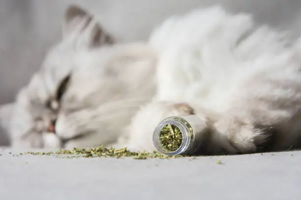 Grey cat relaxing after sniffing dried catnip, catwort or catmint. Herbs for cats. High quality photo