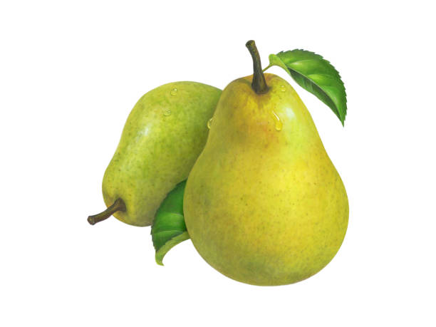 illustrazioni stock, clip art, cartoni animati e icone di tendenza di pera bartlett - two pears