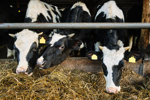 istock Cows in a farm. Dairy cows in a farm 1292778701