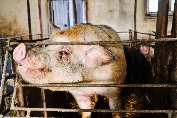 istock Male big pig on a farm. 1292778780