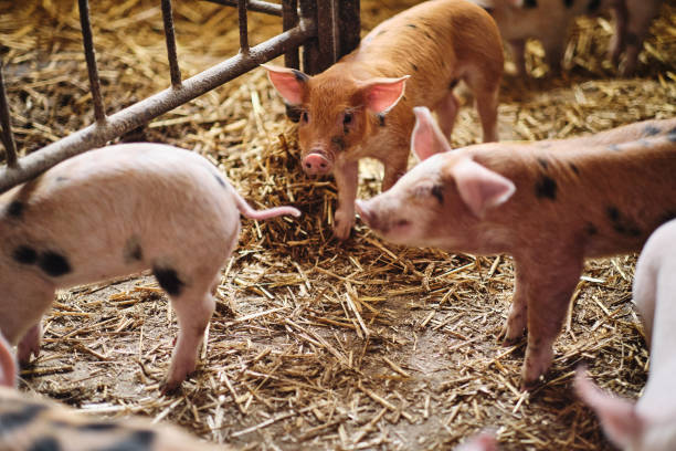 istock Pigs on the farm. Piglets 1292779323