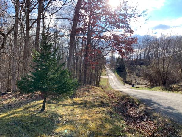 istock Fresh In-Ground Christmas Tree on a Cold Yet Sunny Winter Day in Ohio 1292779341