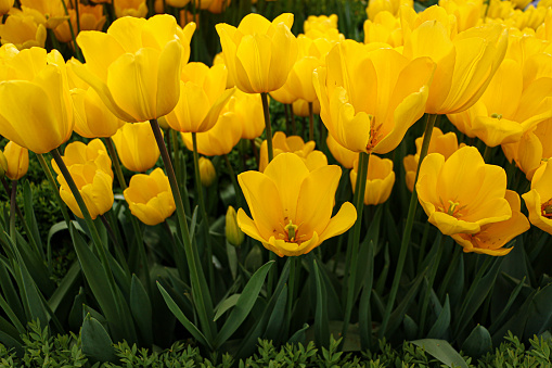 Istanbul, Turkey-April 13, 2019: Yellow Tulips in Goztepe Public Park, Springtime, Istanbul.