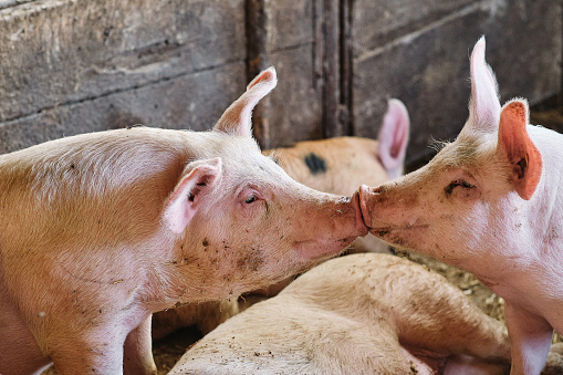 Little pigs kissing on the farm
