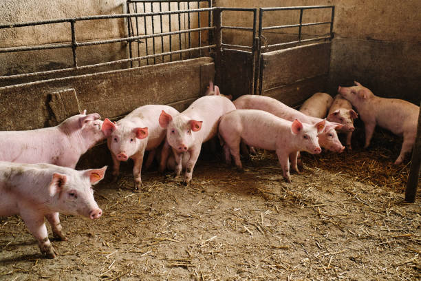 istock Pigs on the farm. Piglets 1292779543