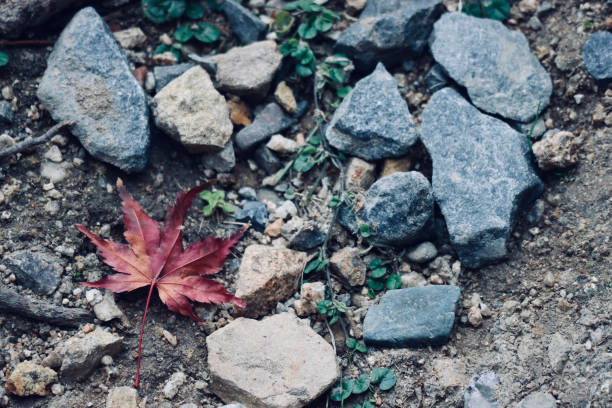 Wabisabi image - Maple Leaves in Japan
