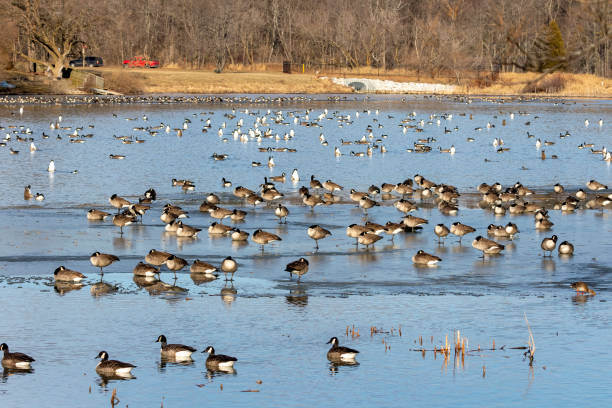 istock Flock of Canada geese on the river 1292782003